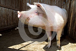 Pig photo