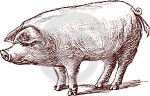 Pig