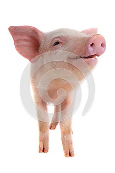 Pig