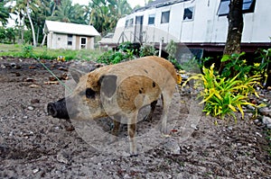 Pig - Aitutaki Lagoon Cook Islands