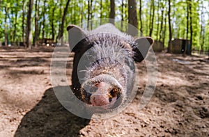 Pig animal on farm, mammal domestic nose, close-up closeup