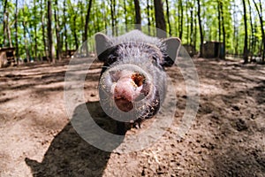 Pig animal on farm, mammal domestic nose,  close-up snout