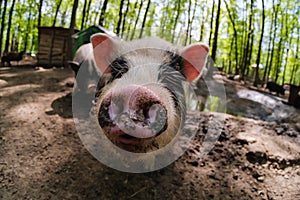 Pig animal on farm, mammal domestic nose, livestock agriculture