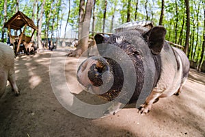 Pig animal on farm, mammal domestic nose, swine