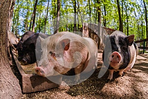 Pig animal on farm, mammal domestic nose, swine snout