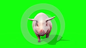 Pig Animal Farm Walkcycle Green Screen Front 3D Renderings Loop Animations