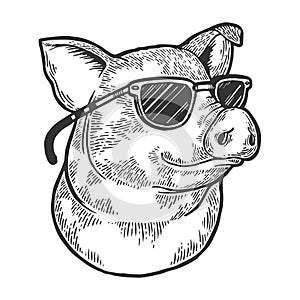 Pig animal in sunglasses sketch engraving vector