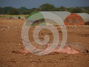 Pig aslep in mud