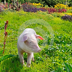 Pig on background of green grass and flowers