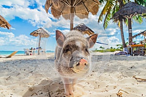 Pig on the beach. Dirty beach. Piglet under the palm trees