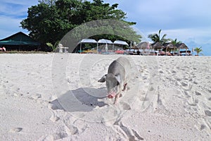 Pig on the beach, Koh Mutsum, Thailand