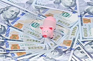 Pig on 100 bills