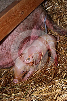 Pig Birthing