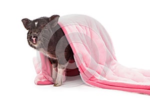 Pig in a Blanket