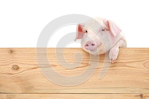 Un cerdo lámina 