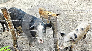 Pig breeding on a farm. Creation on the basis of rations, gaining and growing