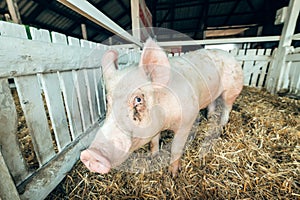 Pig in a breeding farm pigsty