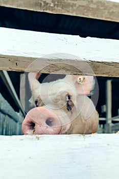 Pig in a breeding farm pigsty