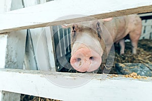 Pig in a breeding farm pigsty