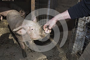 Pig breeding in a pigsty