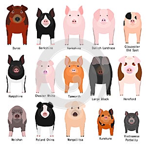 Pig breeds chart with breeds name photo