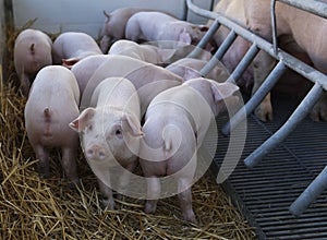 Pig and brood on a stand cage