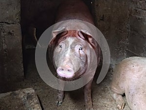 A pig with a brown skin in a pigsty. Agriculture. Pork production. A pig`s face emerges from the darkness. The animal looks at th