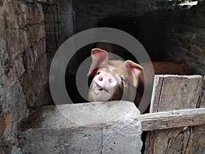 A pig with a brown skin in a pigsty. Agriculture. Pork production. Pig`s face and nose. The animal looks at the photographer