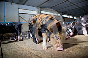 Pig Business. Swine farm with black pig name Berkshire