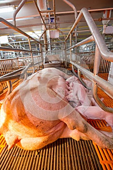 Pig Business. Swine farm with high quality Farming