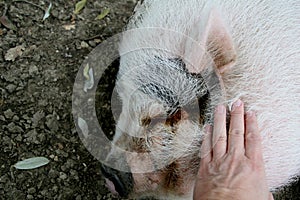 The pig caressed by the hand