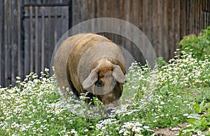 Pig in a chamomile field