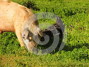 Pig and chicken in the farm, Chilean countryside. Nature photography