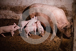 Pig children on a pig farm. Pig mother and piglets behind the fence