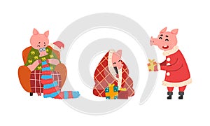 Pig Christmas Characters in Action Set, Cute Pigs Knitting while Sitting in Cozy Armchair and Giving Gifts Cartoon