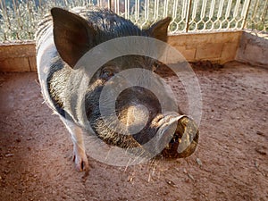 Pig cinta senese closeup photo