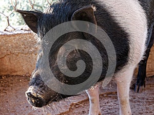 Pig cinta senese closeup photo