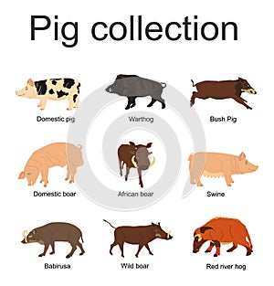 Pig collection vector illustration isolated on white background. Boar, warthog, red river hog, pumba, domestic swine, babirusa.