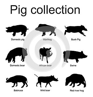 Pig collection vector silhouette illustration isolated on white background. Boar, warthog, red river hog, pumba, domestic swine, b