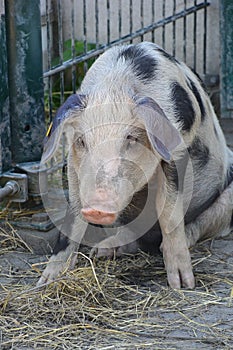 Pig in contemplation