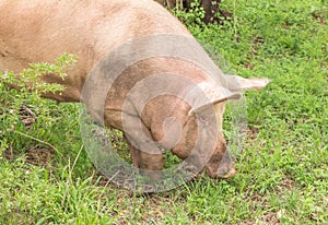 Pig digging in grassy soil - Pig rooting for food