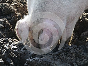 Pig digs the ground and has a muddy snout