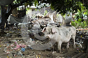 Pig in dirty backyard
