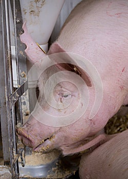 Pig eating from hog feeder