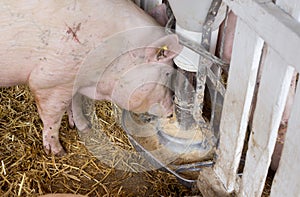 Pig eating from hog feeder