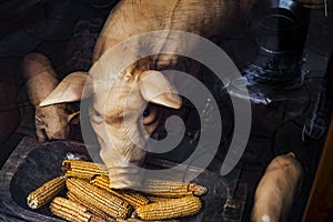 pig eats corn from a trough. decoration for the holiday