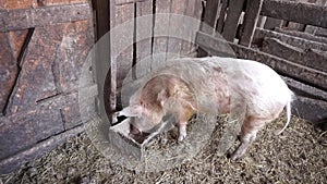 The pig eats from a trough in the barn. General view