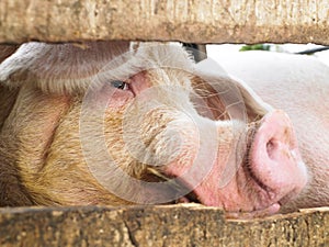 Pig in Enclosure photo