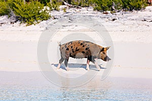 Pig on Exuma island