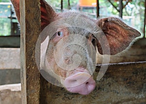 Pig face at rural pigsty.